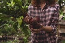Mid section of woman holding fresh turnip in garden — Stock Photo