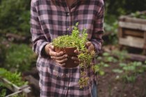 Mittelteil einer Frau mit Topfpflanze in der Hand — Stockfoto