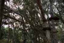 Вид с низкого угла на лес и домик на дереве — стоковое фото