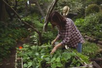 Середина жінки розбризкує воду на рослинах в саду — стокове фото