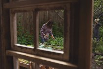 Donna che annaffia piante in giardino — Foto stock