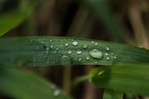 Крупним планом краплі роси на зеленому листі — стокове фото