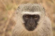 Primer plano del mono en el parque de safari - foto de stock