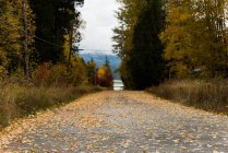 Route passant à travers de beaux arbres d'automne — Photo de stock