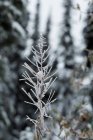 Vista close-up da flora coberta de neve durante o inverno — Fotografia de Stock