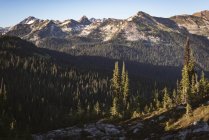 Dichter Wald über felsigen Bergen an einem sonnigen Tag — Stockfoto