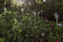 Живописный вид на дикий цветок в лесу в солнечный день — стоковое фото