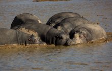 Hippopotamus relaxing in muddy water on a sunny day — Stock Photo