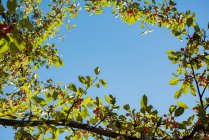 Гілка дерева зі стиглими фруктами на небі в сонячний день — стокове фото