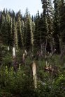 Schöner üppiger Wald an einem sonnigen Tag — Stockfoto