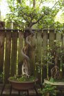 Різні рослини горщиків на дерев'яному столі — стокове фото