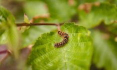 Close-up caterpillar on a green leaf — Stock Photo