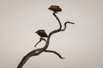 Стервятники сидят на дереве против неба — стоковое фото