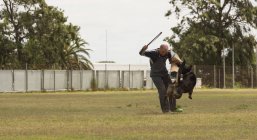 Treinador treinando o cão pastor no campo em um dia ensolarado — Fotografia de Stock