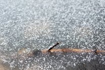 Legno secco ricoperto di ghiaccio durante l'inverno — Foto stock
