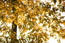 Листья на ветке дерева во время заката — стоковое фото