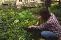 Donna che lavora con attrezzo da giardino in giardino — Foto stock