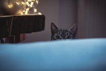 Curioso gato mascota mirando por encima del sofá en casa - foto de stock