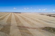 Красивое пшеничное поле в солнечный день — Stock Photo