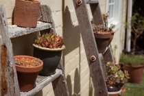 Pot plants on wooden ladder in garden — Stock Photo
