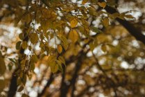 Blätter in einem Ast des Baumes bei Sonnenuntergang — Stockfoto