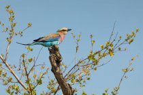 Uccello a rullo dal petto lilla appollaiato sull'albero contro il cielo limpido — Foto stock
