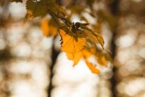Nahaufnahme von Blättern in einem Ast eines Baumes während des Tages — Stockfoto