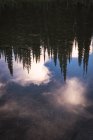 Reflection of dense coniferous trees in a stable water body — Stock Photo