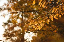 Gelblich orangefarbene Herbstblätter am Ast des Baumes tagsüber — Stockfoto