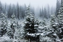 Árboles cubiertos de nieve durante el invierno - foto de stock