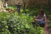 Frau begutachtet Topfpflanze im Garten — Stockfoto