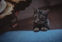 Nahaufnahme einer neugierigen Katze, die sich auf das Sofa lehnt — Stockfoto