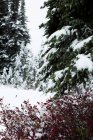 Arbres et flore couverts de neige en hiver — Photo de stock