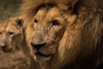 Close-up de leão e leoa olhando para o parque de safári em um dia ensolarado — Fotografia de Stock