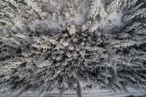 Vista aérea del bosque de coníferas cubierto de nieve - foto de stock