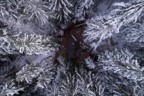 Vista aérea de la piscina termal en medio de los árboles cubiertos de nieve - foto de stock
