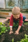 Primer plano de plantación de niños en invernadero - foto de stock