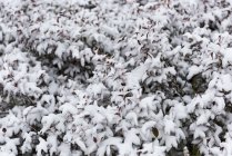 Folhas de árvores cobertas de neve durante o inverno — Fotografia de Stock