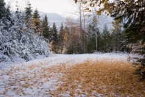 Route vide traversant la forêt pendant l'hiver — Photo de stock