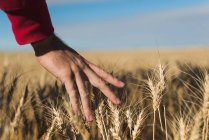 Крупный план женщины, касающейся урожая пшеницы в поле — стоковое фото