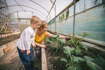 Mother and son gardening together in greenhouse — Stock Photo