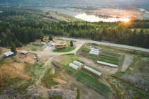 Aerial of plant cultivation in farm during sunset — Stock Photo