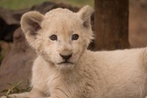Крупним планом левовий кубик відпочиває в сафарі-парку — стокове фото