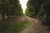 Rückansicht von Bauern, die in der Orangenfarm spazieren gehen — Stockfoto