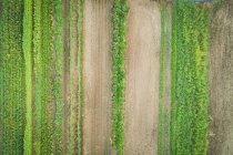 Mixed crop plantation grown in a farm on a sunny day — Stock Photo