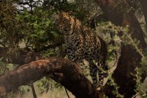 Leopard walking on branch at safari park — Stock Photo