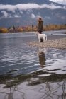 Vista lateral de la mujer de pie cerca de la costa del río con su perro mascota - foto de stock