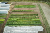 Plantación de cultivos mixtos cultivados en la granja en un día soleado - foto de stock
