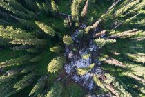 Visão aérea da neve em meio à floresta — Fotografia de Stock