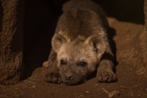 Primer plano de la hiena bebé relajante en el parque de safari - foto de stock